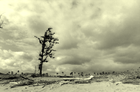 orotone tree