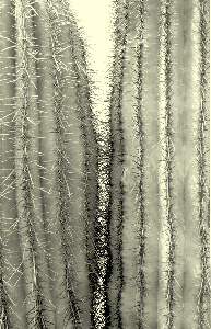 orotone