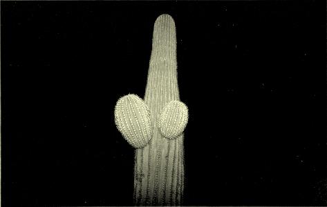 orotone